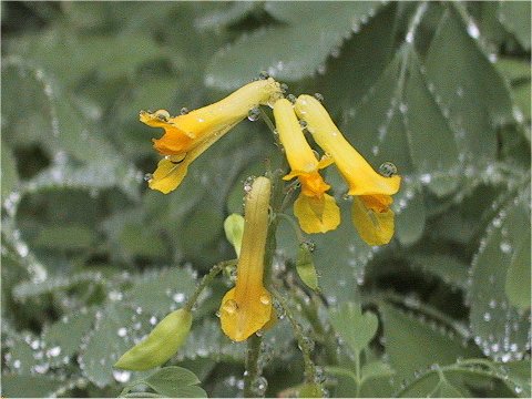 Corydalis lutea