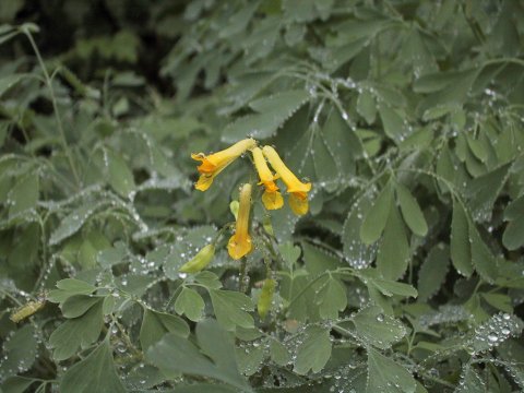 Corydalis lutea