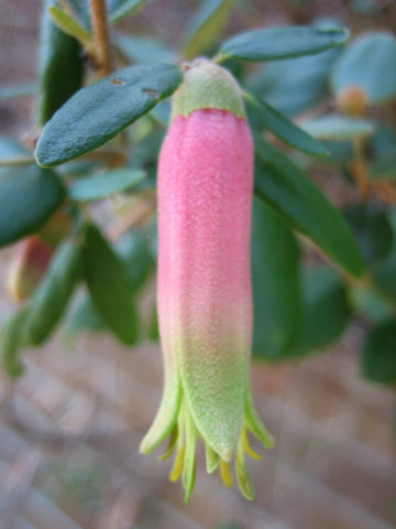 Correa reflexa