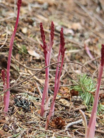 Corallorhiza striata