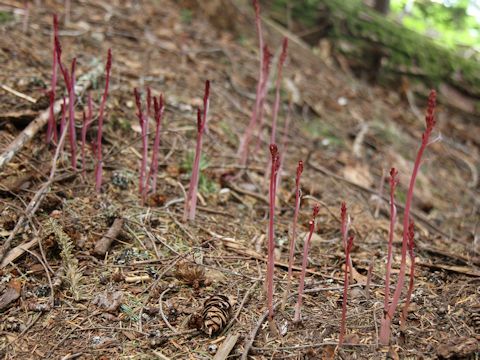 Corallorhiza striata