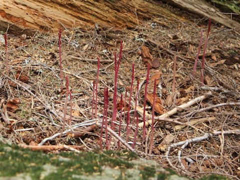 Corallorhiza striata