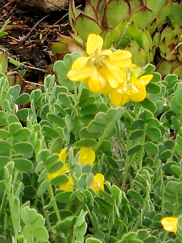 Coronilla vaginalis