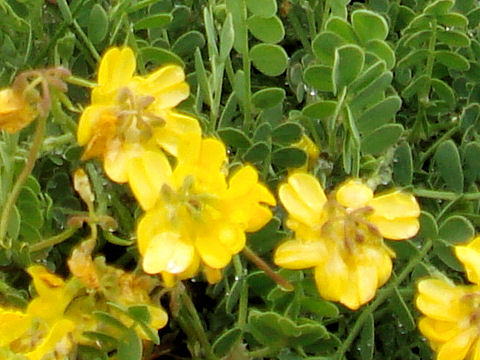 Coronilla vaginalis