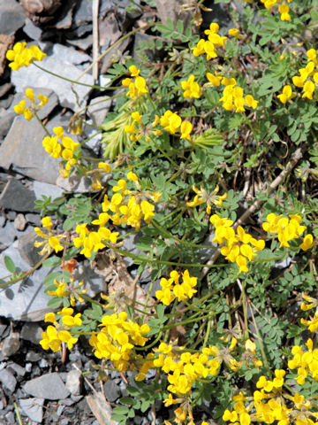 Coronilla valentina