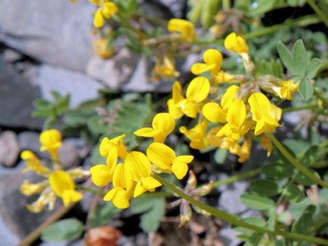 Coronilla valentina