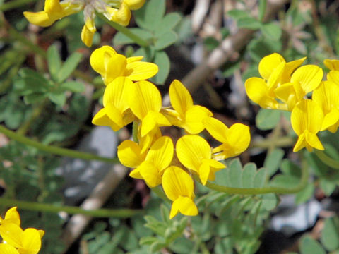 Coronilla valentina