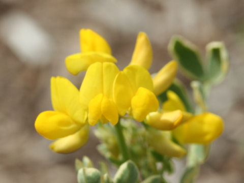 Coronilla valentina cv. Variegata