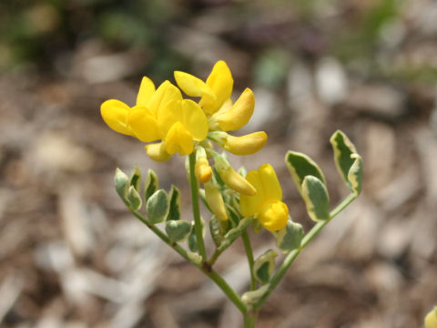 Coronilla valentina cv. Variegata