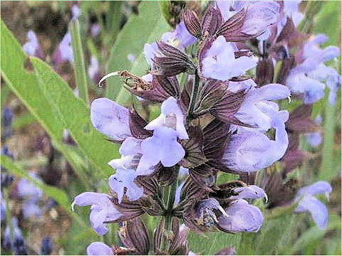 Salvia officinalis