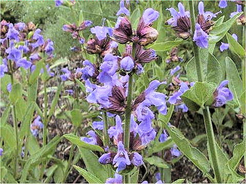 Salvia officinalis