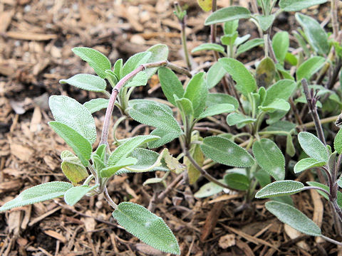 Salvia officinalis