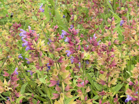 Salvia officinalis