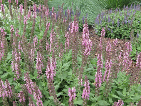 Salvia officinalis cv. Rosea