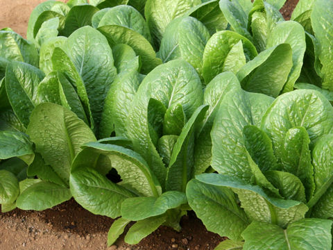 Lactuca sativa var. longifolia