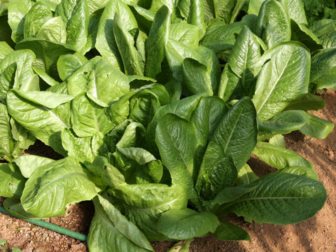 Lactuca sativa var. longifolia