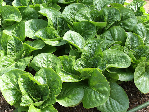 Lactuca sativa var. longifolia