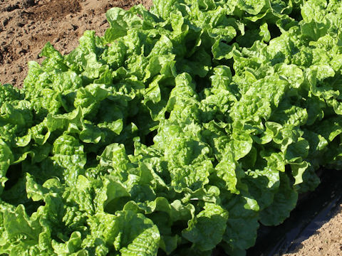 Lactuca sativa var. longifolia