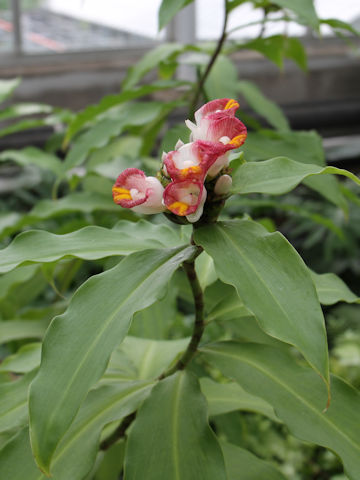 Costus lucanusianus