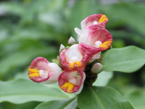 Costus lucanusianus