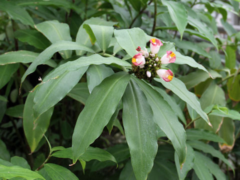 Costus lucanusianus