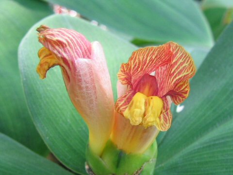 Costus malortieanus