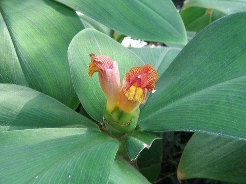 Costus malortieanus