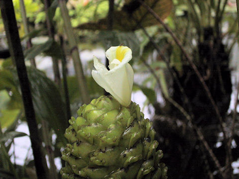 Costus megalobractea