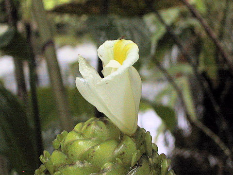 Costus megalobractea