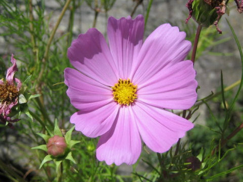 Cosmos bipinnatus