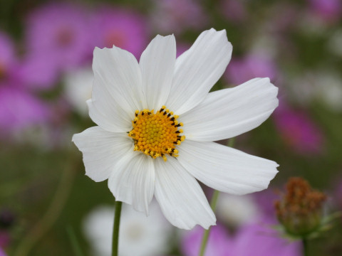 Cosmos bipinnatus