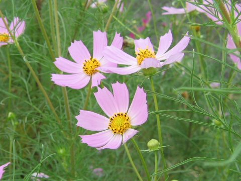 Cosmos bipinnatus