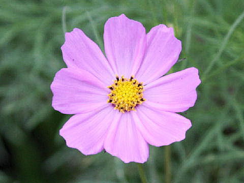 Cosmos bipinnatus