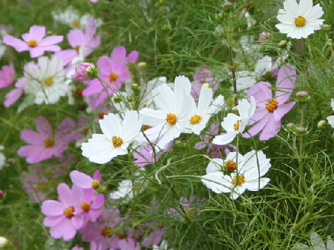 Cosmos bipinnatus