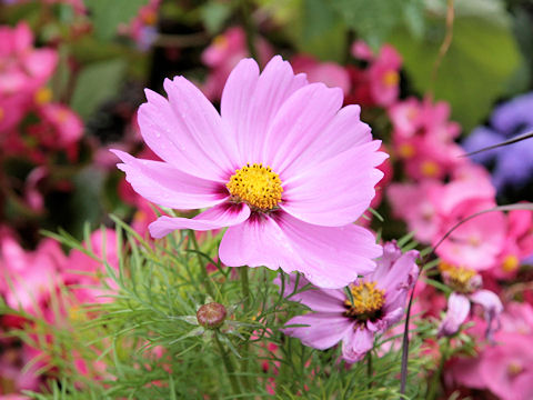 Cosmos bipinnatus