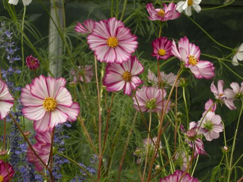 Cosmos bipinnatus