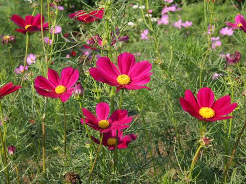 Cosmos bipinnatus