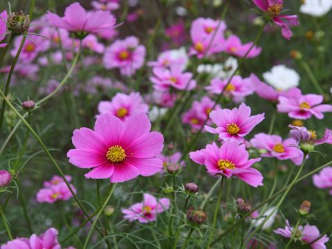 Cosmos bipinnatus