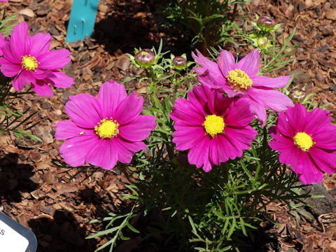 Cosmos bipinnatus 'Apollo Carmine'