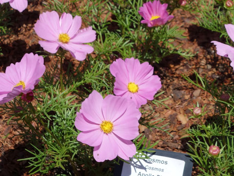 Cosmos bipinnatus 'Apollo Pink'