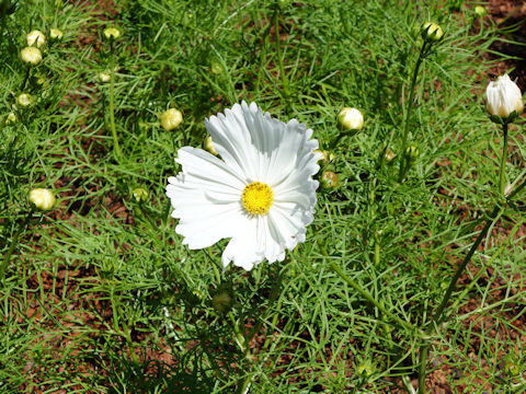 Cosmos bipinnatus 'Cupcakes White'