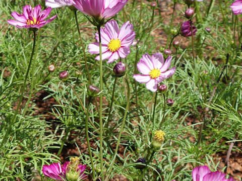 Cosmos bipinnatus 'Double Take'