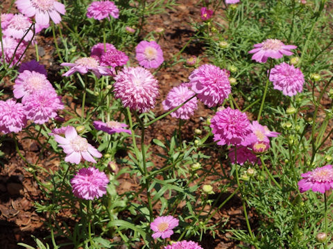 Cosmos bipinnatus 'Pink Popsocks'