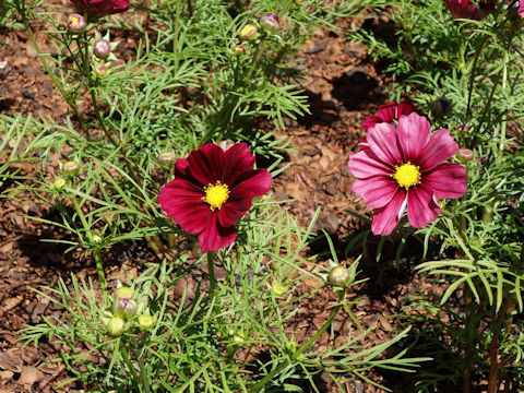 Cosmos bipinnatus 'Rubinato'