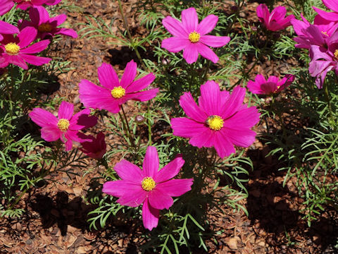 Cosmos bipinnatus 'Sonora Carmine Premium'