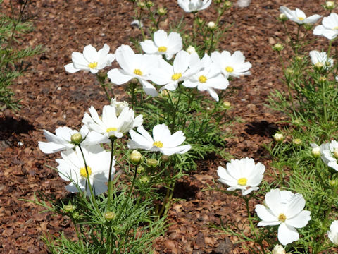 Cosmos bipinnatus 'Sonara White Premium'