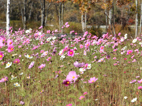 Cosmos bipinnatus Xanthos'