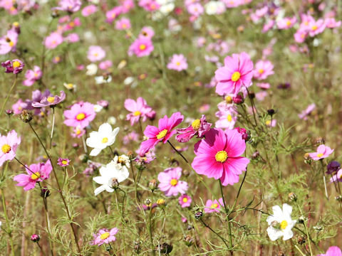 Cosmos bipinnatus Xanthos'