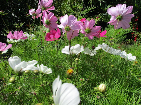 Cosmos bipinnatus