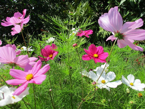 Cosmos bipinnatus